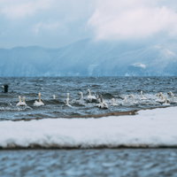 猪苗代湖湖畔で波間に浮かぶ白鳥たちとの出会いの写真