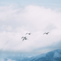 磐梯山を背景に猪苗代湖の空を飛ぶ白鳥の群れの写真
