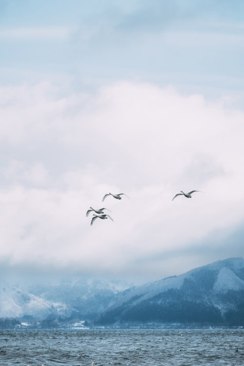 磐梯山を背景に猪苗代湖の空を飛ぶ白鳥の群れ