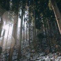 冬の雑木林を照らす日差しと舞い散る雪の風景の写真