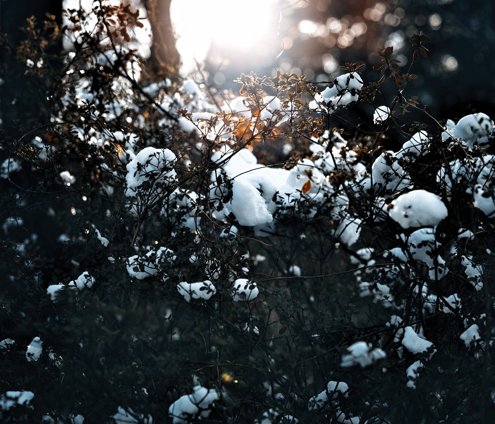 雪に覆われた植物の枝や葉に朝日が当たり逆光で輝く冬の風景