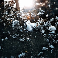 雪が降った朝の枝と葉に当たる逆光の朝日の光景の写真