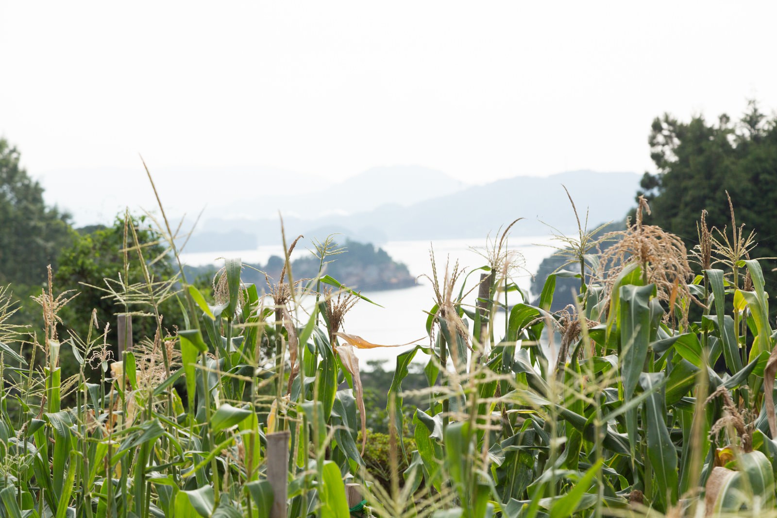 伊万里湾を背景にしたトウモロコシ畑の秋景色