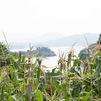 伊万里湾を見下ろすトウモロコシ畑の秋風景の写真