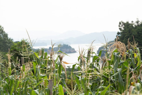 伊万里湾を見下ろすトウモロコシ畑の秋風景