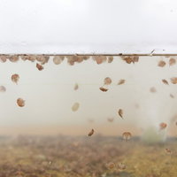 伊万里湾で生まれたカブトガニの幼体、脱皮直後の稚ガニの写真