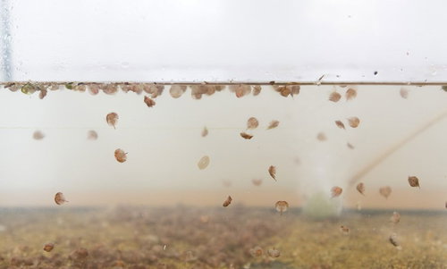 伊万里湾で生まれたカブトガニの幼体、脱皮直後の稚ガニ