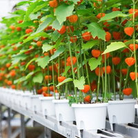 ハウス栽培で出荷前の実ったほおずき、佐賀県伊万里市の農家の写真