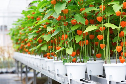 ハウス栽培で出荷前の実ったほおずき、佐賀県伊万里市の農家