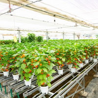 伊万里市の有名なほおずきの生産ハウスで栽培される赤い鬼灯の写真