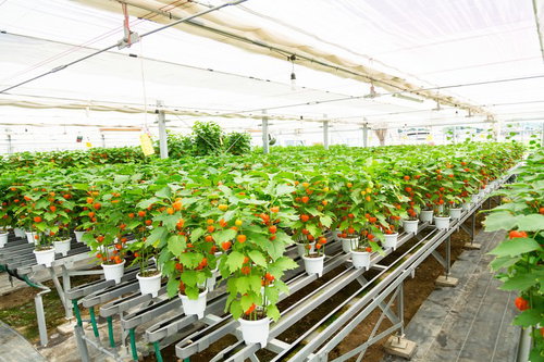 伊万里市の有名なほおずきの生産ハウスで栽培される赤い鬼灯