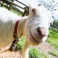 カメラを向けると近づいてくる白いヤギ、赤い首輪をつけた成ヤギの写真