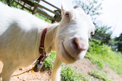 カメラを向けると近づいてくる白いヤギ、赤い首輪をつけた成ヤギ