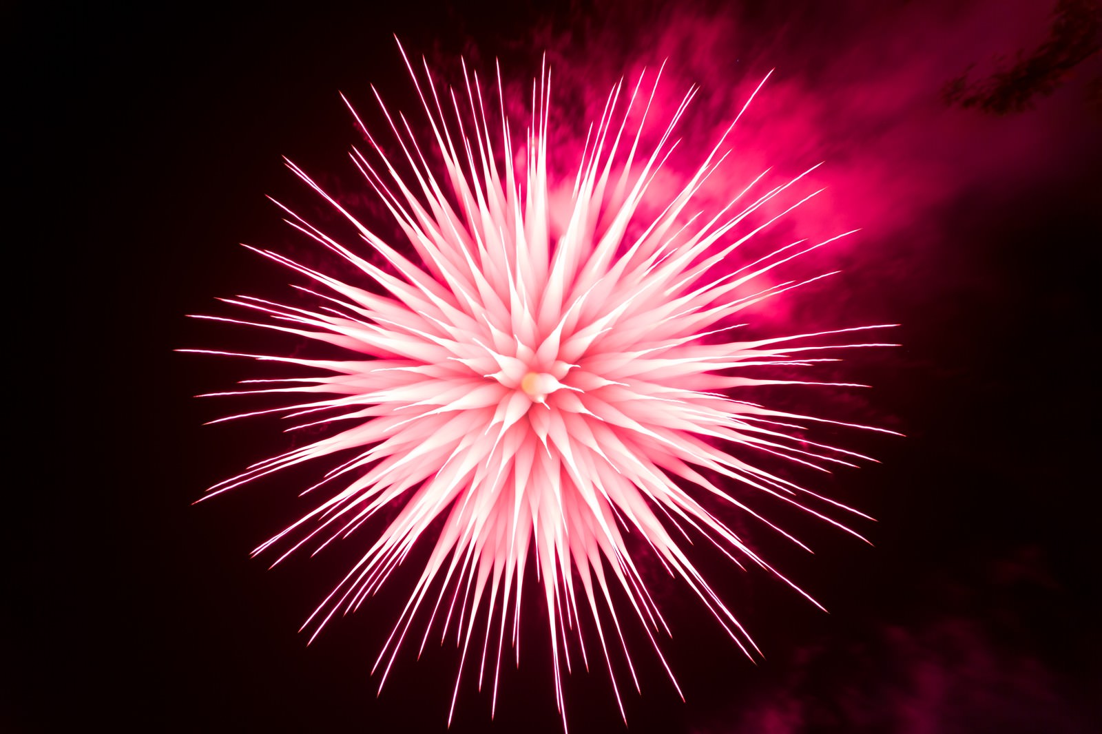 夜空に放射状に広がるピンクの花火爆発