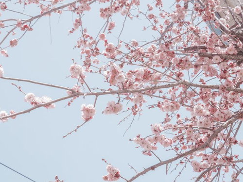 陽光に包まれる満開の桜の枝先