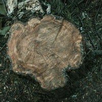 年輪が幾重にも重なる切り株の写真