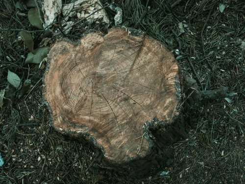 年輪が幾重にも重なる切り株