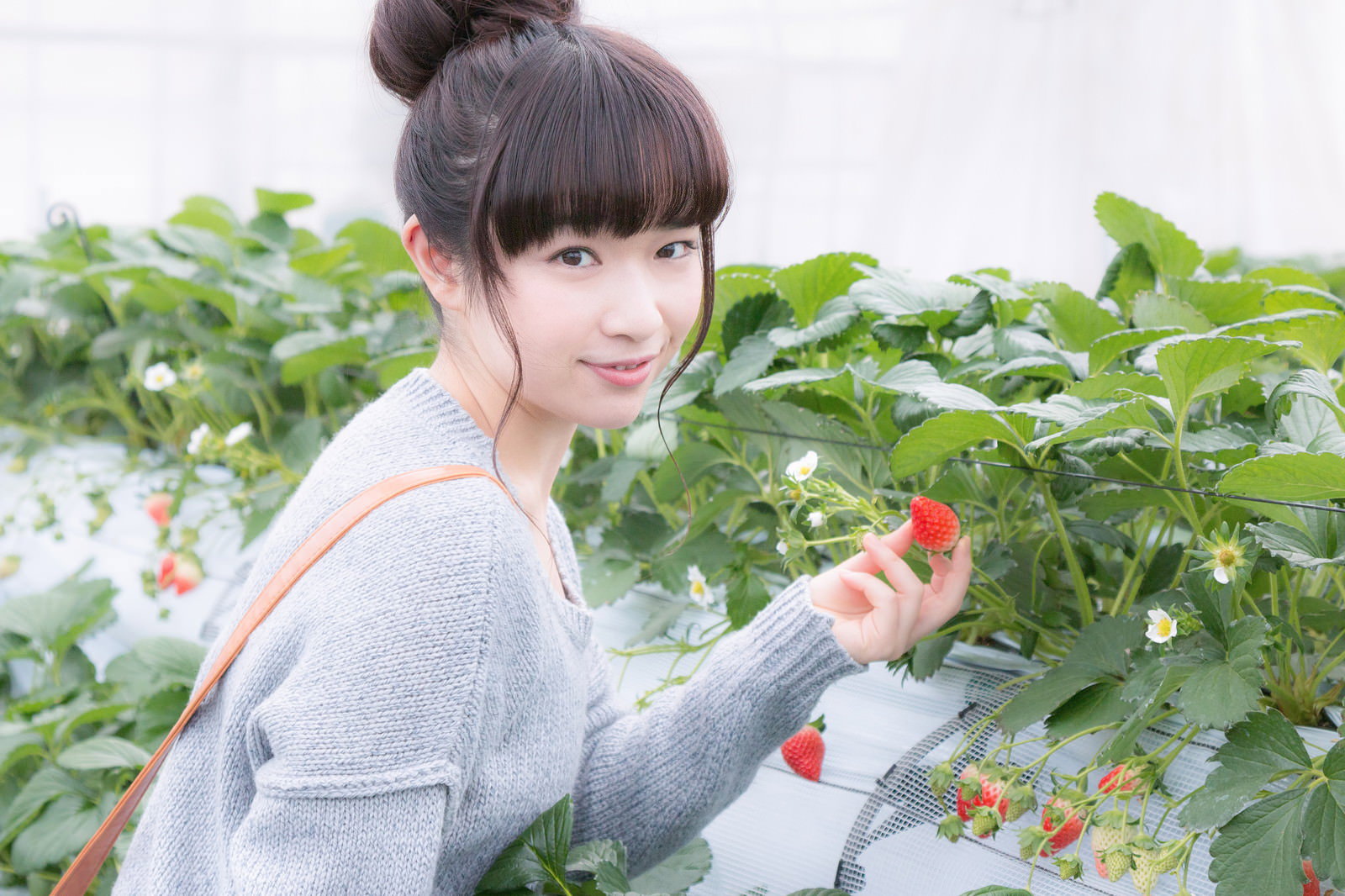 いちご狩りで真っ赤な苺を摘む女性［モデル：渡辺友美子］
