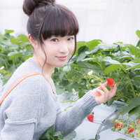 いちご狩りで真っ赤な苺を手に取る女性の農園体験の写真