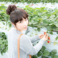 いちご狩りで苺を摘む女性観光客・千葉県いすみ市の写真