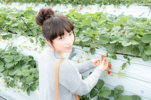 いちご狩りで苺を摘む女性観光客・千葉県いすみ市