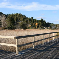 トンボ沼の木道から眺める冬枯れたすすきの風景の写真