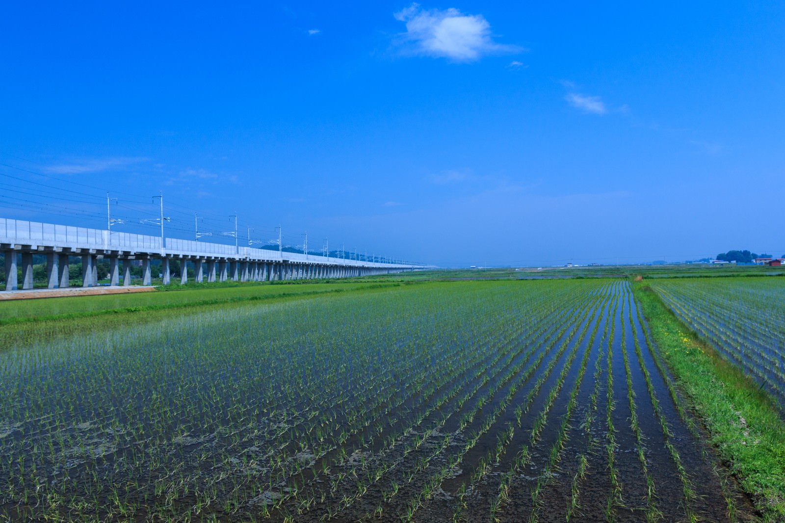 水が張られた水田と高架橋が走る農村風景