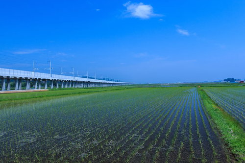 水田と高架橋が走る農村風景、青空の下に広がる田園風景