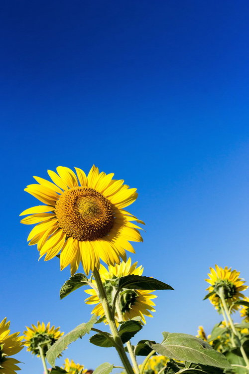 青空に咲くひまわり