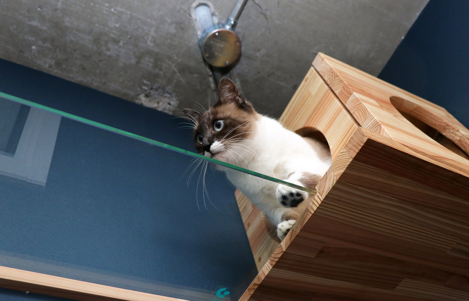 アクリル板越しに肉球を見せる茶白の子猫［モデル：プー］