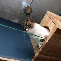 はじめてのキャットウォーク、肉球ビュー、透明アクリル越しの子猫の写真