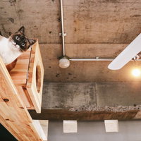 コンクリート天井のロフトでくつろぐ猫たちの写真