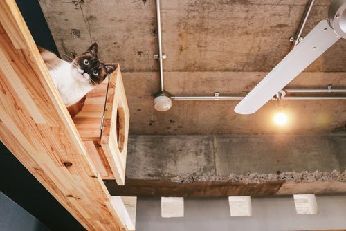 コンクリート天井のロフトでくつろぐ猫たち