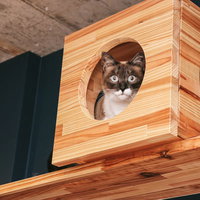 キャットボックスから警戒する猫の顔。木製ボックスから覗く猫の写真