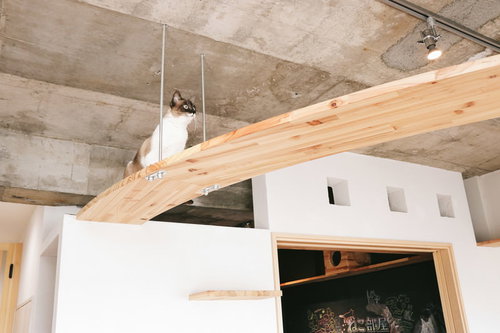 猫への思いやりがつまったキャットウォークがある家