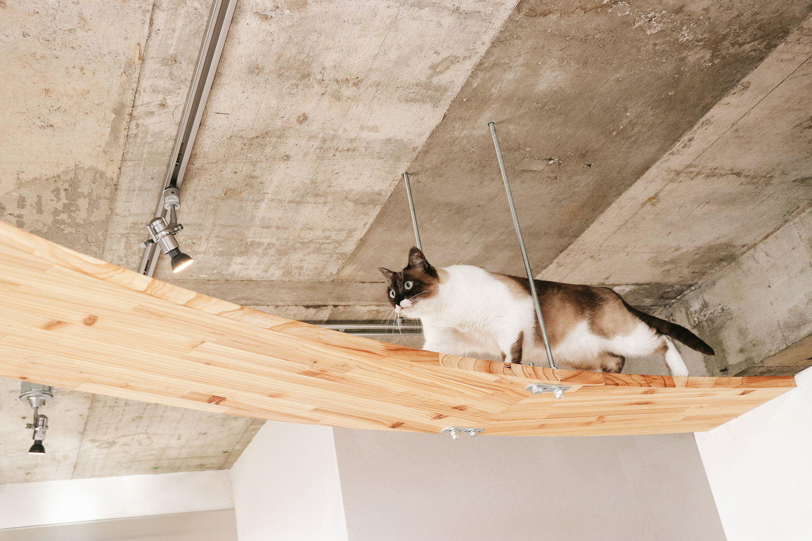天井の木製キャットウォークに座る猫［モデル：プー］