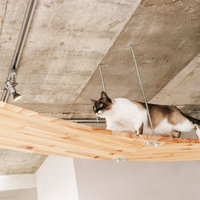 天井のキャットウォークを歩く白と茶色のにゃんこの写真