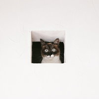 猫は見た！白い壁の小窓から覗き込む好奇心旺盛な表情の写真