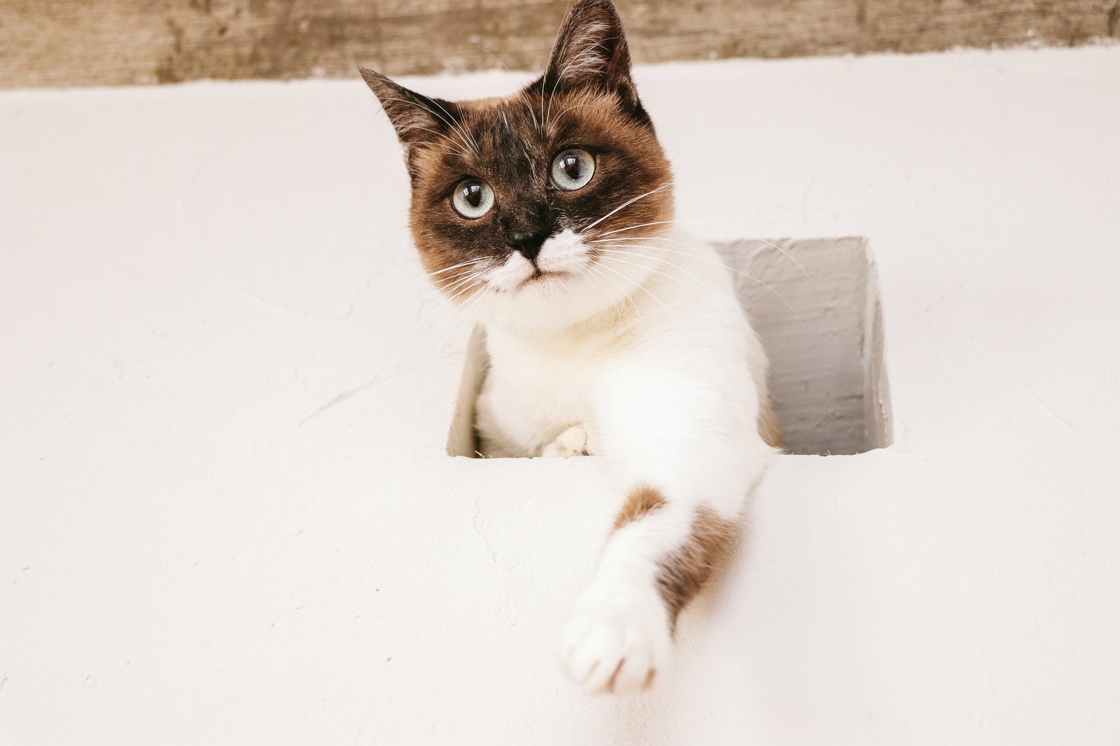 キャットタワーから水槽の魚を狙う茶白猫［モデル：プー］
