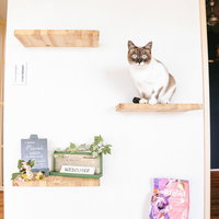 木製キャットステップに座る猫、壁付けシェルフで寛ぐの写真