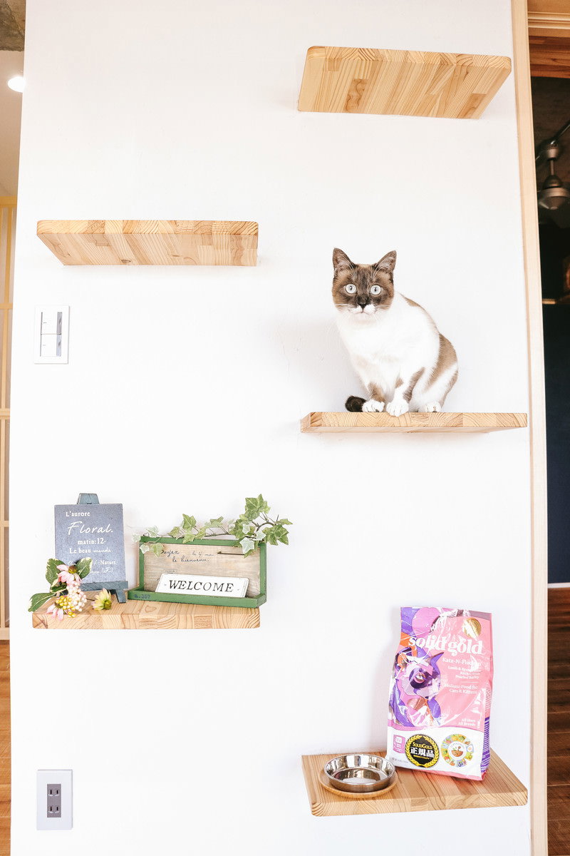 木製キャットステップに座り見つめる茶白猫