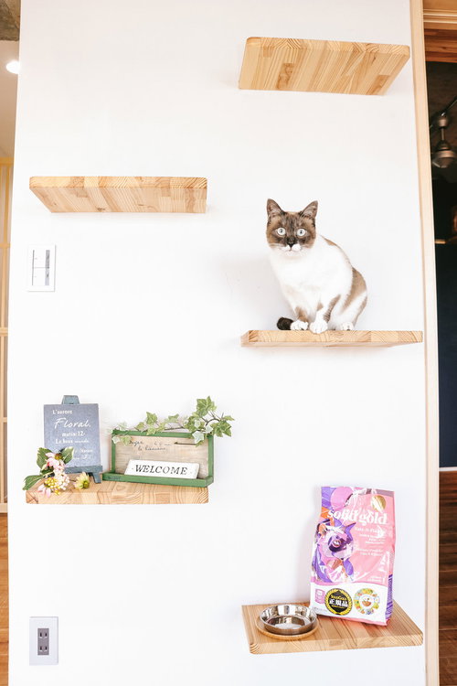 木製キャットステップに座る猫、壁付けシェルフで寛ぐ