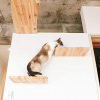 キャットステップを登る茶トラ白猫、木製ステップを上り周囲を見渡すの写真