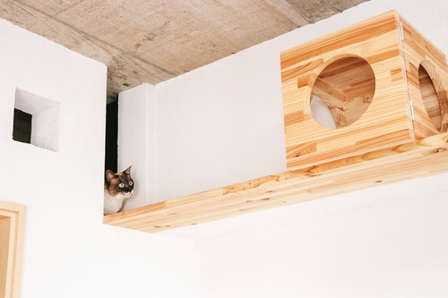 木製キャットボックスの中からのぞく猫の顔アップ