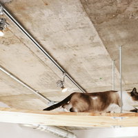 先を急ぎます系にゃんこ、木製キャットウォークを駆けるの写真