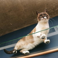 キャットウォークの上で肉球を見せる茶白の猫の写真