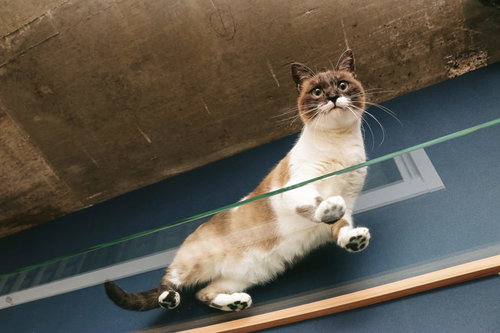 キャットウォークの上で肉球を見せる茶白の猫