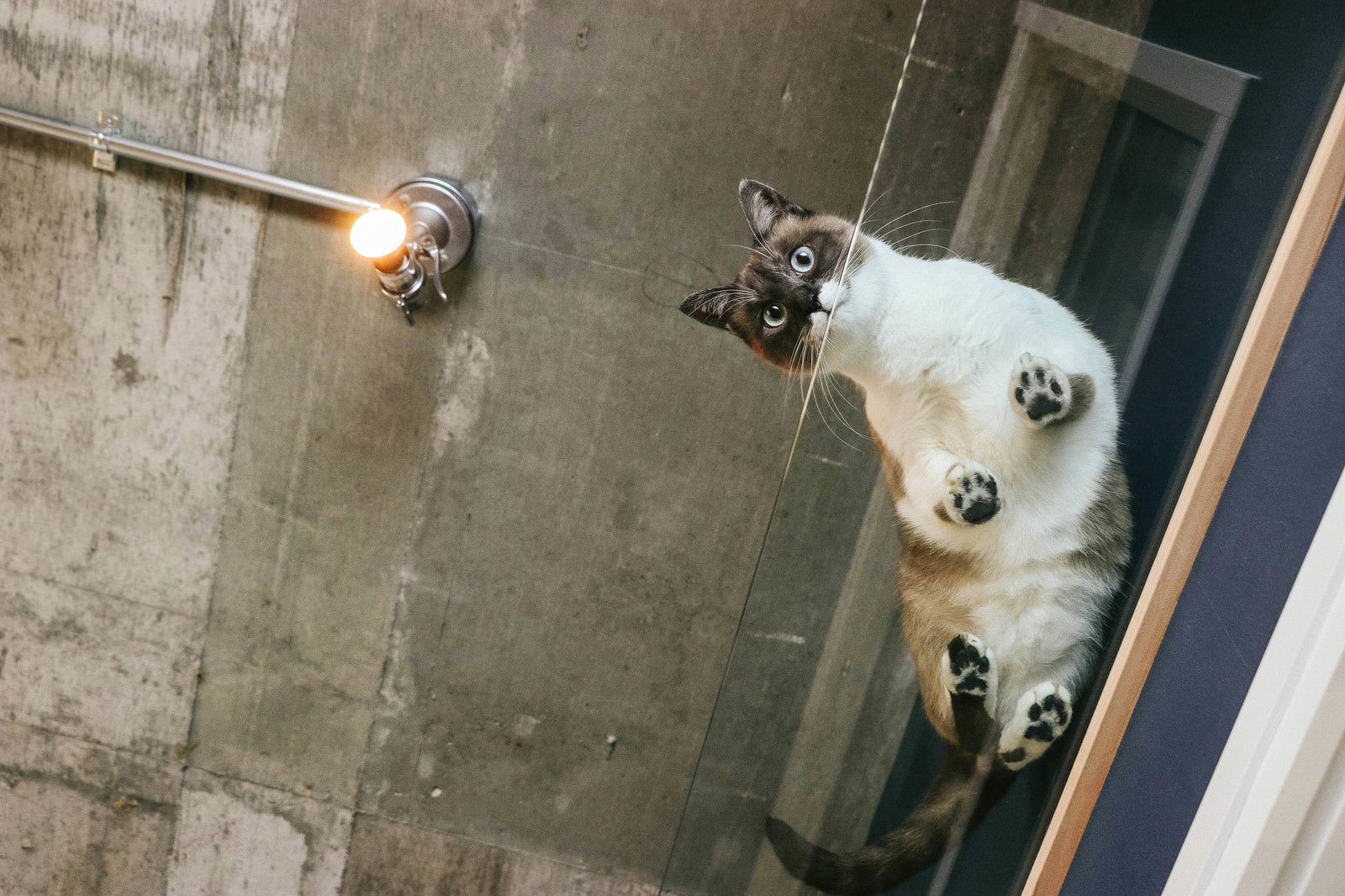 木製キャットウォークの上から見下ろす猫［モデル：プー］