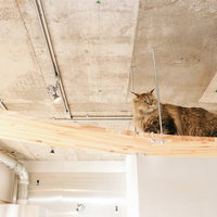 ちょっと猫が通りますよ・・・天井のキャットウォークを歩く猫の写真