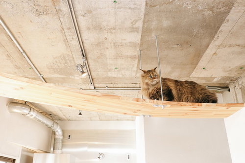 ちょっと猫が通りますよ・・・天井のキャットウォークを歩く猫